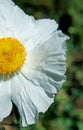 Matilija Poppy, Romneya coulteri Royalty Free Stock Photo